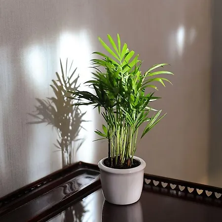 Palmenhof 4* Франкфурт-на-Майне